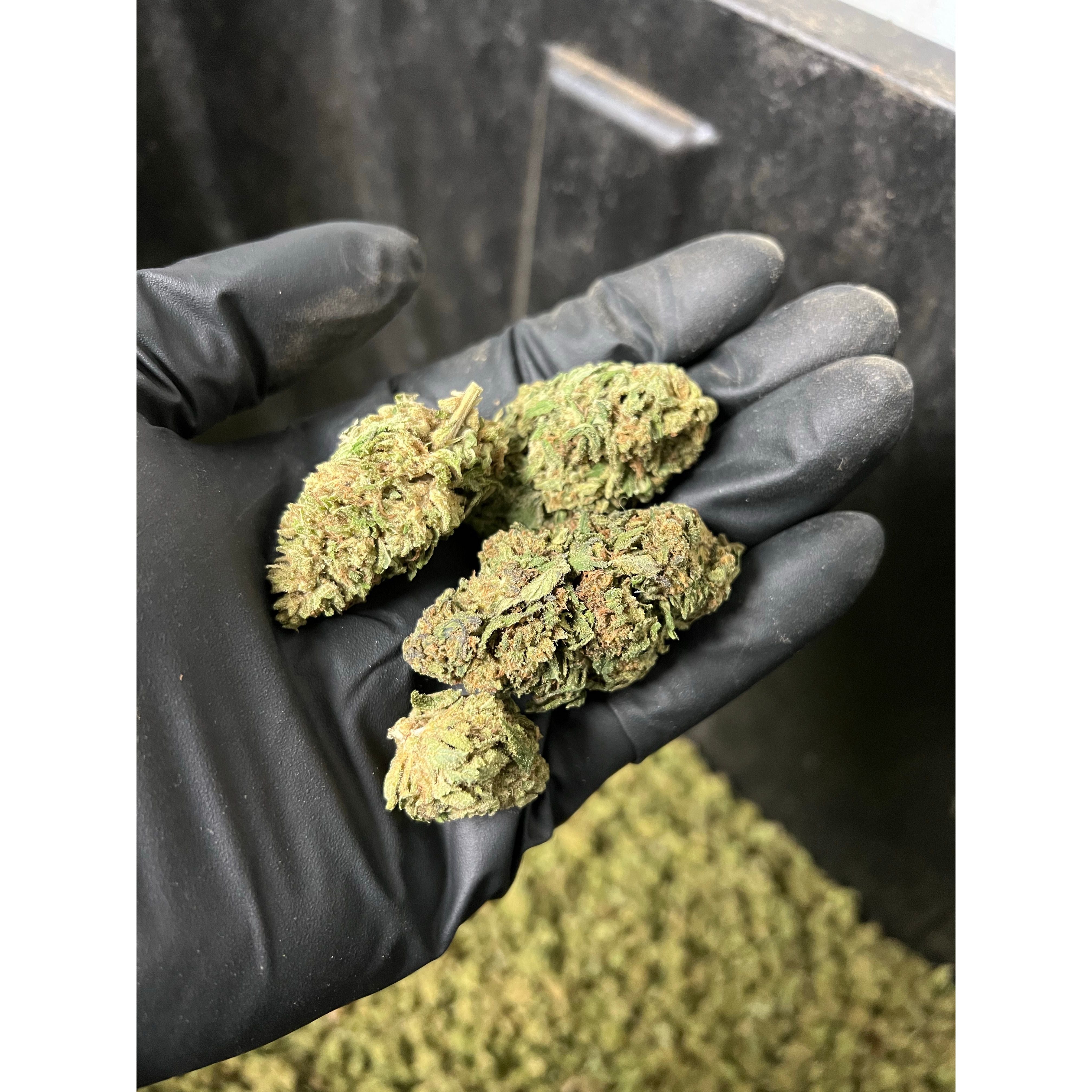 Golden Kush Hemp Flower